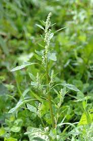 Image result for Chenopodium album