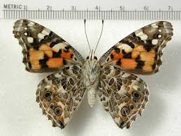 Attēlu rezultāti vaicājumam “Vanessa cardui”