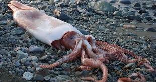 Image result for Norfolk Pikes Octopush Club