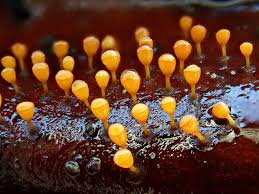 Attēlu rezultāti vaicājumam “Craterium minutum”