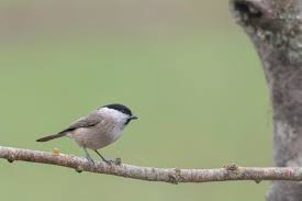 Image result for Poecile palustris