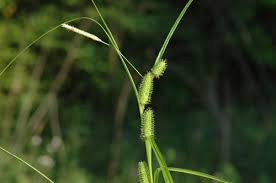 Attēlu rezultāti vaicājumam “Carex x bakkeriana”