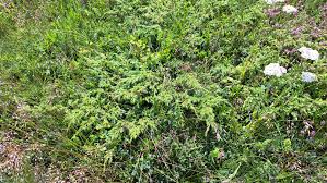 Attēlu rezultāti vaicājumam “Juniperus communis female flower”
