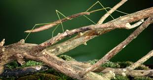 Attēlu rezultāti vaicājumam “Comatricha alta stalked”