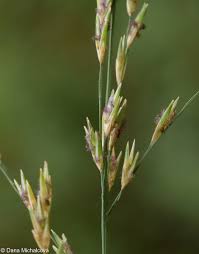 Attēlu rezultāti vaicājumam “Molinia caerulea leaf”
