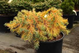 Attēlu rezultāti vaicājumam “Larix kaempferi”