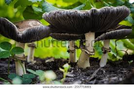 Attēlu rezultāti vaicājumam “Protostropharia alcis”