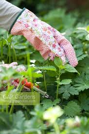 Attēlu rezultāti vaicājumam “Urtica dioica fruit”