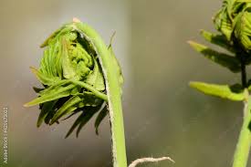 Attēlu rezultāti vaicājumam “Hydrocotyle vulgaris bud”