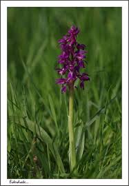 Attēlu rezultāti vaicājumam “Orchis mascula flower”