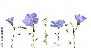 Image result for Linum usitatissimum
