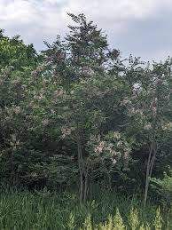 Attēlu rezultāti vaicājumam “Robinia neomexicana”