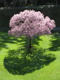 Attēlu rezultāti vaicājumam “Prunus (plum-tree)”