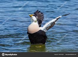 Attēlu rezultāti vaicājumam “Somateria mollissima male”