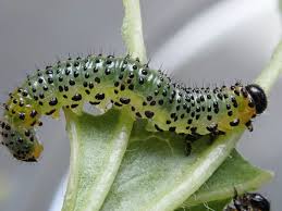 Attēlu rezultāti vaicājumam “Nematus ribesii”