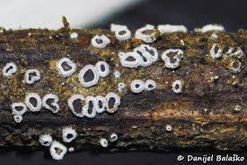 Attēlu rezultāti vaicājumam “Lachnella alboviolascens”