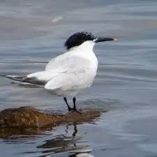 Attēlu rezultāti vaicājumam “Sterna sandvicensis adult”