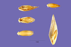 Attēlu rezultāti vaicājumam “Danthonia decumbens bud”