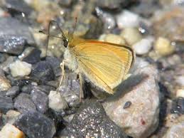 Attēlu rezultāti vaicājumam “Thymelicus lineola underside”
