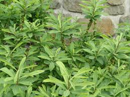 Attēlu rezultāti vaicājumam “Daphne mezereum leaf”