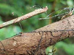 Attēlu rezultāti vaicājumam “Marasmius sp.”