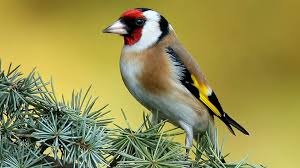 images?qtbnANd9GcQLKwtgRS0NAmkGm g5M7O2QbklS5iVyXiXitDNnj3vzBM1WvLYkA