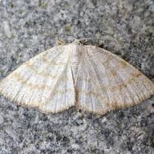 Attēlu rezultāti vaicājumam “Cabera exanthemata male”