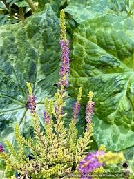 Attēlu rezultāti vaicājumam “Calluna vulgaris leaf”