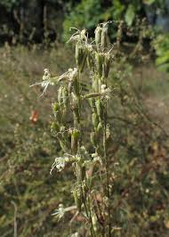 Attēlu rezultāti vaicājumam “Silene tatarica flower”
