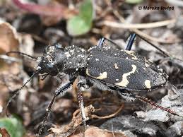 Attēlu rezultāti vaicājumam “Cicindela sylvatica”