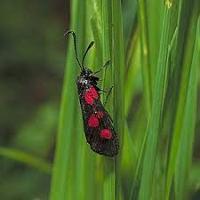 Attēlu rezultāti vaicājumam “Zygaena lonicerae larva”