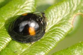 Attēlu rezultāti vaicājumam “Chilocorus renipustulatus”