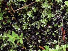 Attēlu rezultāti vaicājumam “Cinclidium stygium”