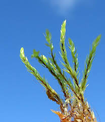 Attēlu rezultāti vaicājumam “Pohlia sphagnicola”