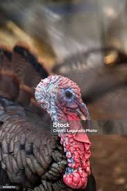 Attēlu rezultāti vaicājumam “Meleagris male”