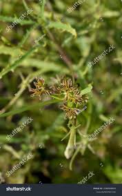 Attēlu rezultāti vaicājumam “Cyperus fuscus fruit”