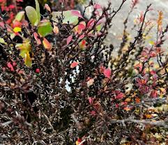 Attēlu rezultāti vaicājumam “Berberis thunbergii flower”