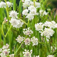 Attēlu rezultāti vaicājumam “Oenanthe aquatica leaf”
