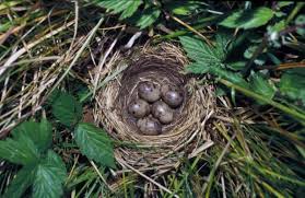 Attēlu rezultāti vaicājumam “Emberiza schoeniclus nest”