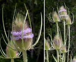 Attēlu rezultāti vaicājumam “Dipsacus fullonum flower”