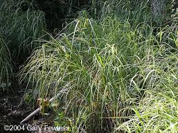 Attēlu rezultāti vaicājumam “Carex pseudocyperus”