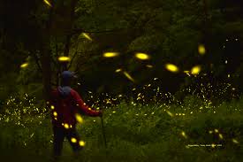 Image result for Fireflys Badminton Club