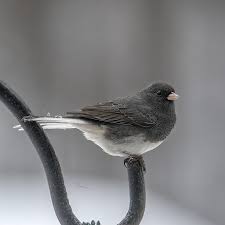 Image result for Junco hyemalis