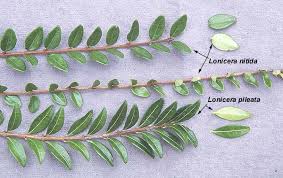 Attēlu rezultāti vaicājumam “Lonicera caerulea var. pallasii leaf”