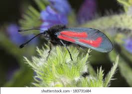 Attēlu rezultāti vaicājumam “Zygaena minos”