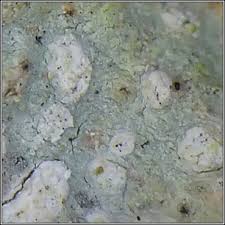 Attēlu rezultāti vaicājumam “Phlyctis agelaea”