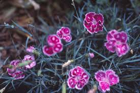 Attēlu rezultāti vaicājumam “Silene x arkwrightii Vesuvius flower”