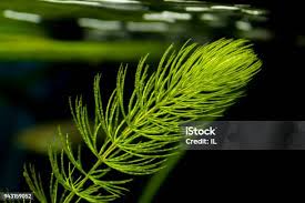 「金魚藻」的圖片搜尋結果