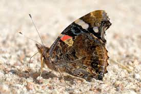 Attēlu rezultāti vaicājumam “Vanessa atalanta underside”
