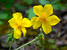 Attēlu rezultāti vaicājumam “Helianthemum nummularium”